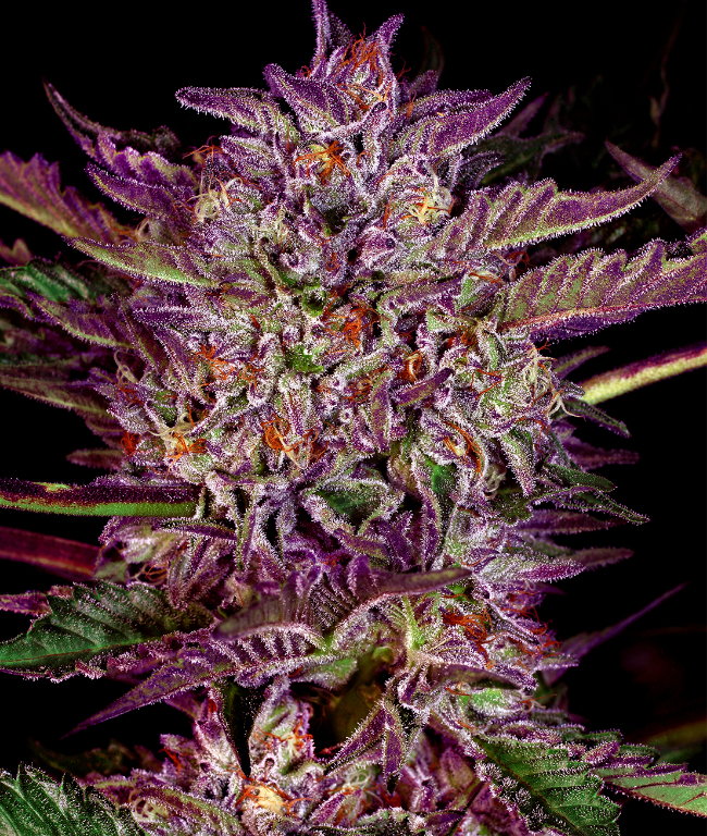 Purple Bud Autoflowering (Weed Seed Shop) – offizielles Produktbild