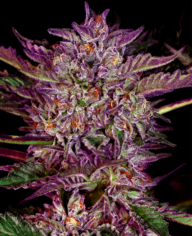 Purple Bud Autoflowering (Weed Seed Shop) – offizielles Produktbild