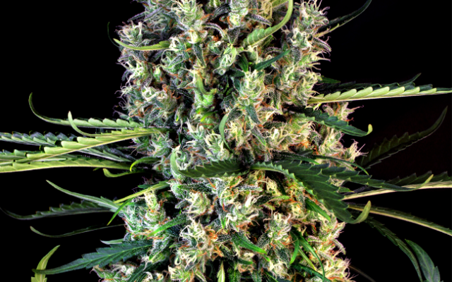 Lemon Haze Autoflowering (Weed Seed Shop) – offizielles Produktbild