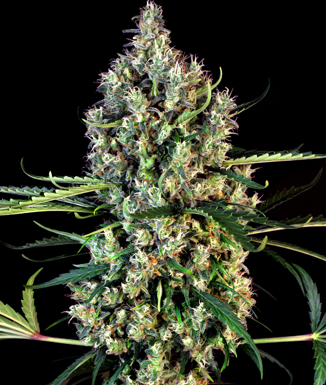 Lemon Haze Autoflowering (Weed Seed Shop) – offizielles Produktbild
