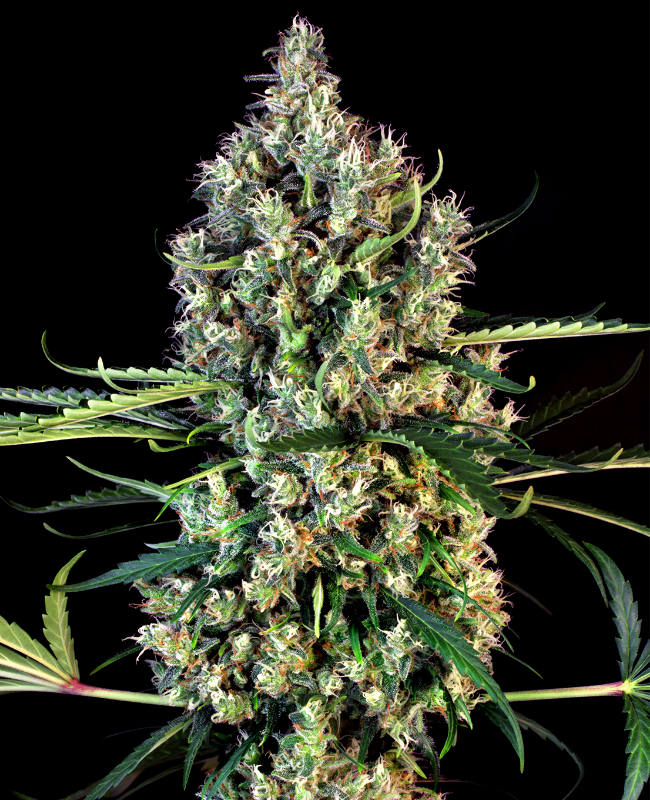 Lemon Haze Autoflowering (Weed Seed Shop) – offizielles Produktbild