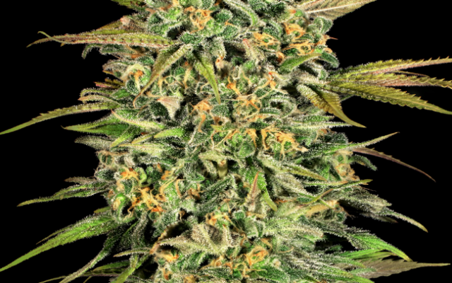 Cookie Kush XXL Autoflowering (Weed Seed Shop) – offizielles Produktbild