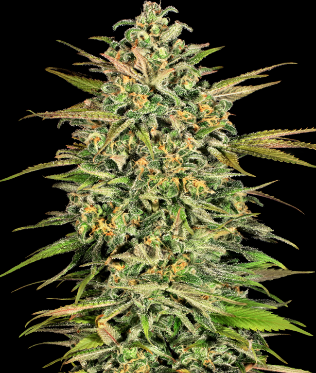 Cookie Kush XXL Autoflowering (Weed Seed Shop) – offizielles Produktbild
