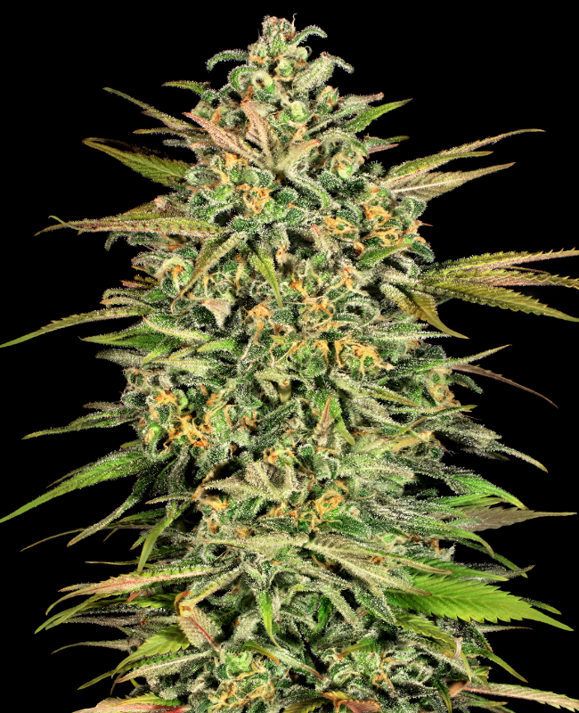 Cookie Kush XXL Autoflowering (Weed Seed Shop) – offizielles Produktbild