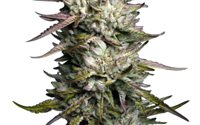 Purple Berry Muffinz Feminized (Sensi Seeds) – Pflanze
