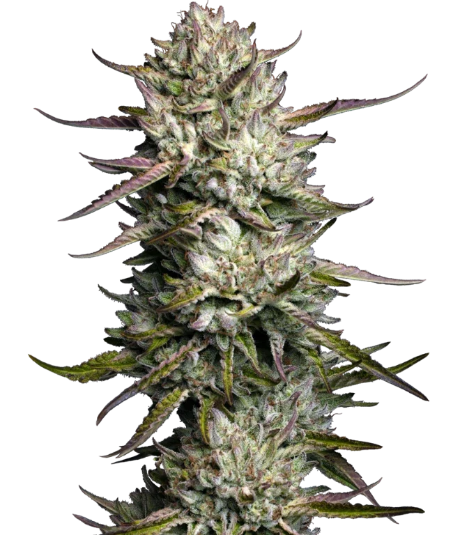 Purple Berry Muffinz Feminized (Sensi Seeds) – Pflanze