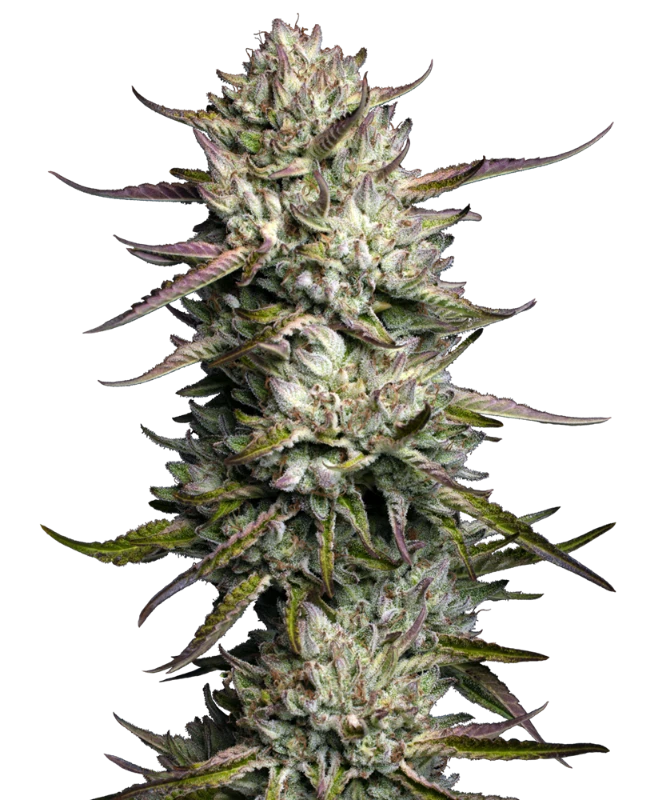 Purple Berry Muffinz Feminized (Sensi Seeds) – Pflanze