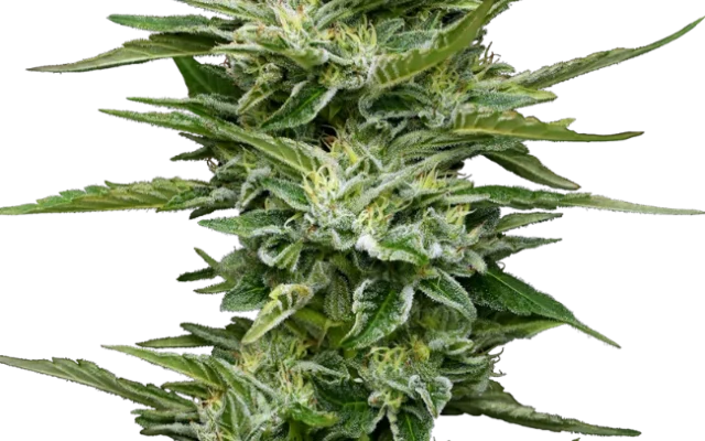 Pineapple Kush Cake Automatic (Sensi Seeds) – Pflanze