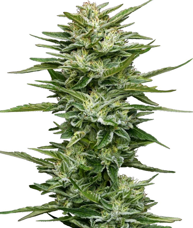 Pineapple Kush Cake Automatic (Sensi Seeds) – Pflanze
