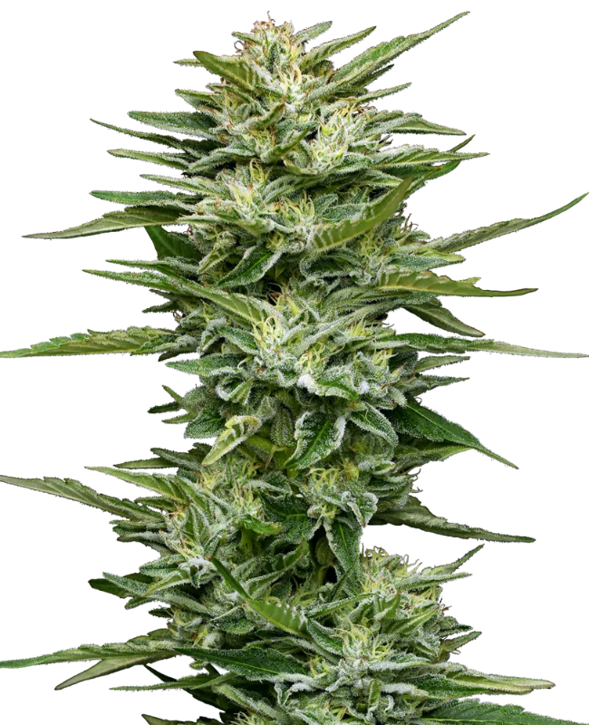 Pineapple Kush Cake Automatic (Sensi Seeds) – Pflanze