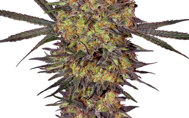 The Bird Feminized (Sensi Seeds) – Pflanze
