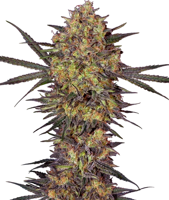The Bird Feminized (Sensi Seeds) – Pflanze