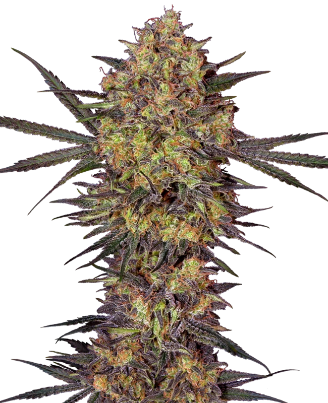 The Bird Feminized (Sensi Seeds) – Pflanze