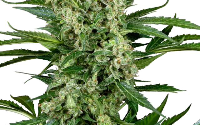 Choco Automatic (Sensi Seeds) – Pflanze