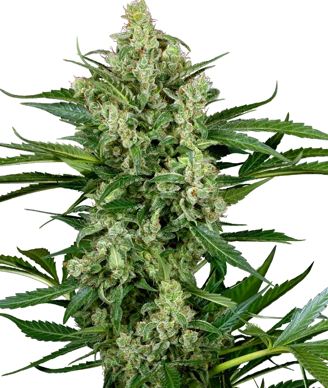 Choco Automatic (Sensi Seeds) – Pflanze