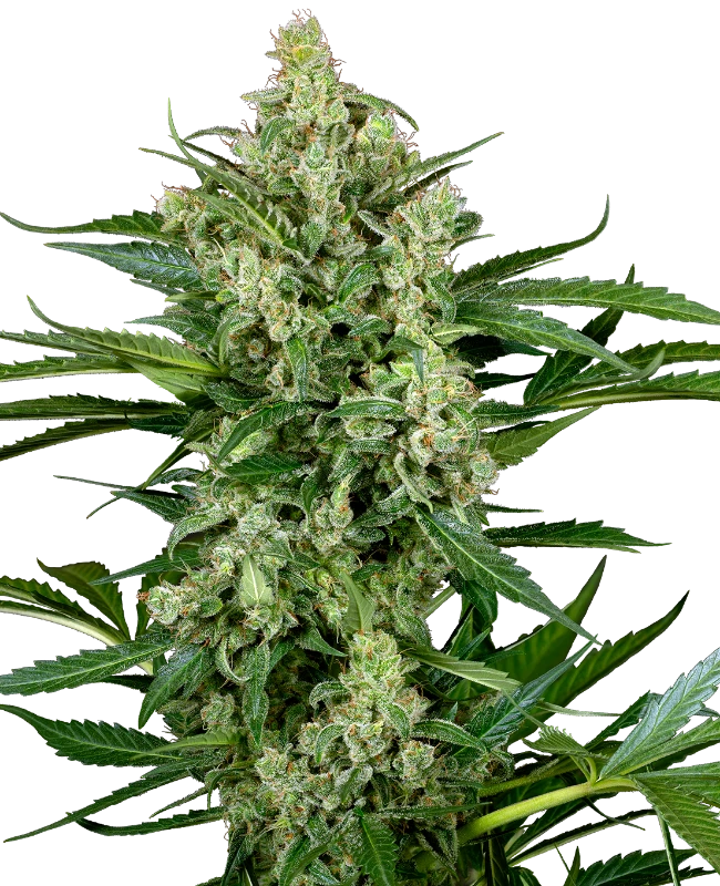 Choco Automatic (Sensi Seeds) – Pflanze