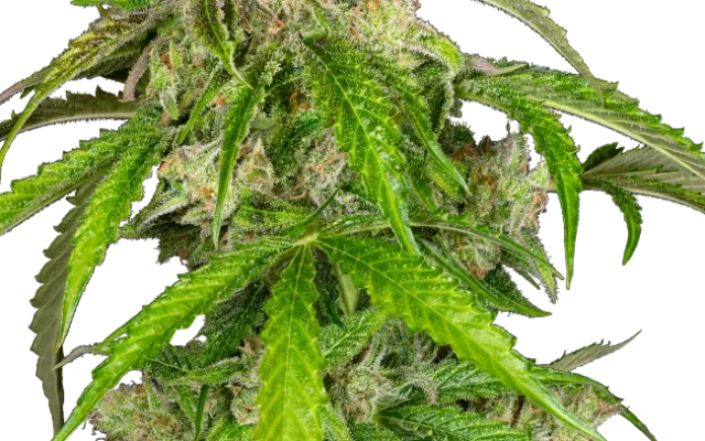 Glamour Automatic (Sensi Seeds) – Pflanze