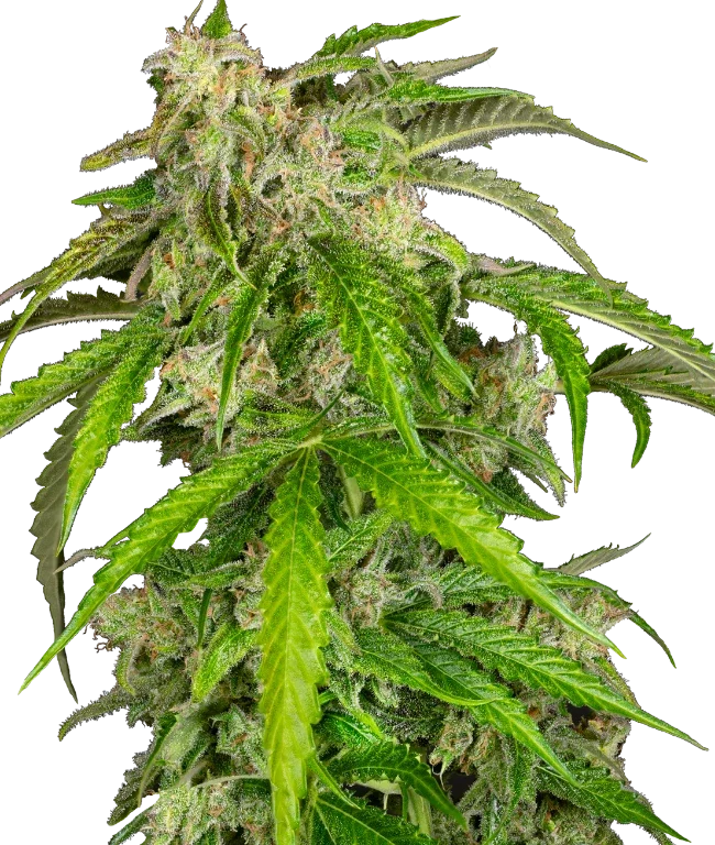 Glamour Automatic (Sensi Seeds) – Pflanze