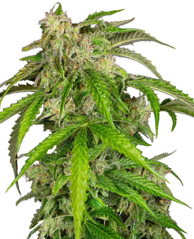 Glamour Automatic (Sensi Seeds) – Pflanze