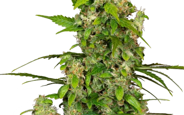 Gorillaz Automatic (Sensi Seeds) – Pflanze