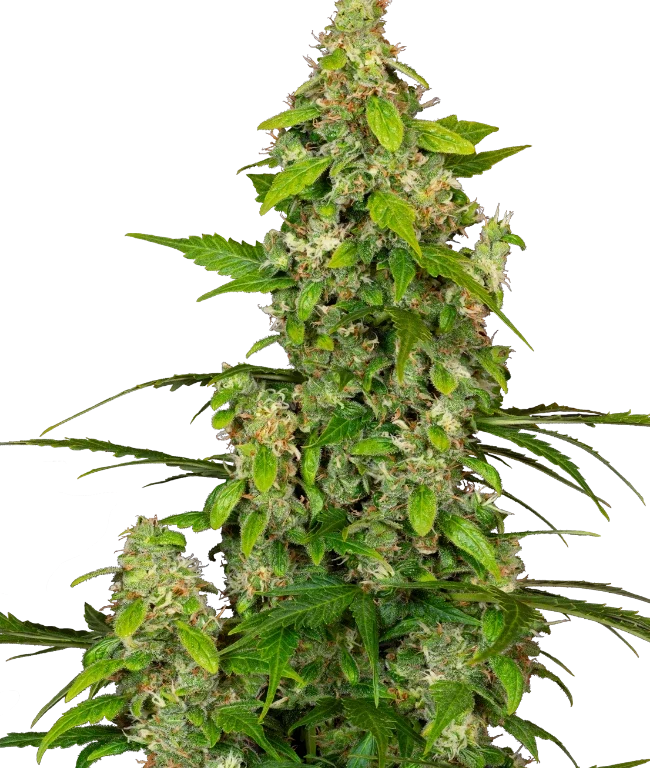 Gorillaz Automatic (Sensi Seeds) – Pflanze