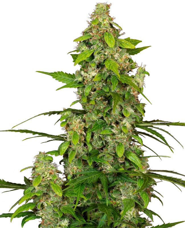 Gorillaz Automatic (Sensi Seeds) – Pflanze