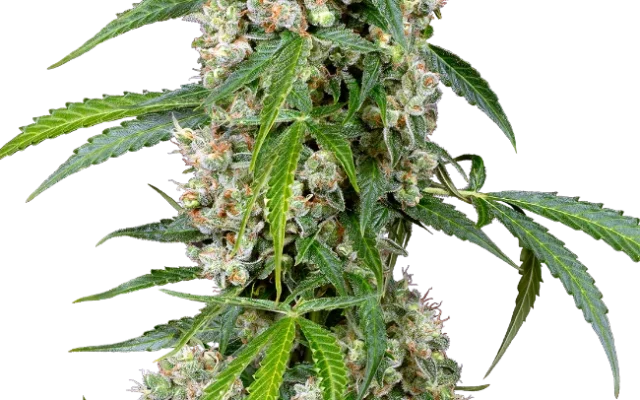 Pineapple Automatic (Sensi Seeds) – Pflanze
