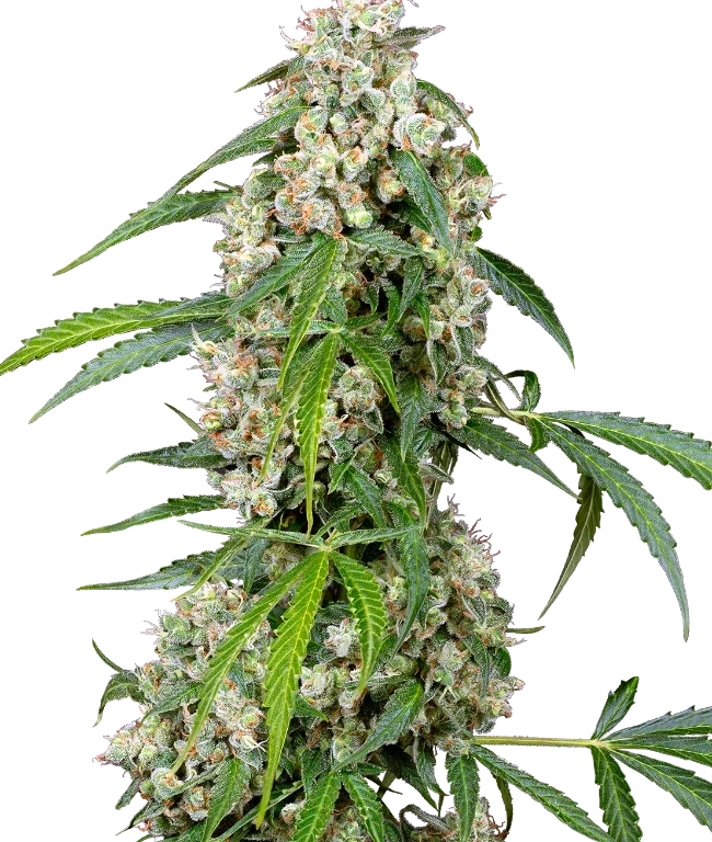 Pineapple Automatic (Sensi Seeds) – Pflanze