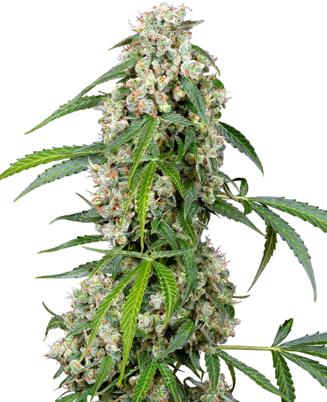 Pineapple Automatic (Sensi Seeds) – Pflanze