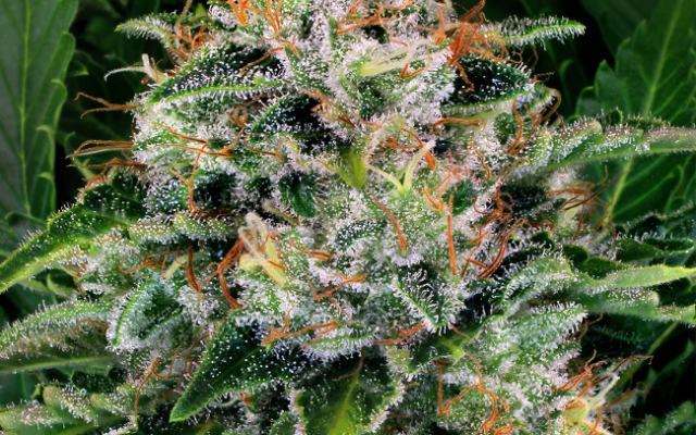 Ice Feminisierte (Weed Seed Shop) – offizielles Produktbild