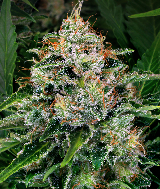 Ice Feminisierte (Weed Seed Shop) – offizielles Produktbild