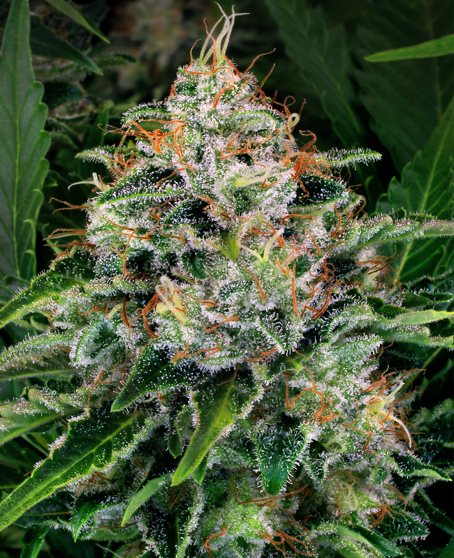 Ice Feminisierte (Weed Seed Shop) – offizielles Produktbild