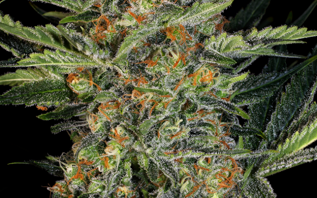 Northern Lights Feminisierte (Weed Seed Shop) – offizielles Produktbild