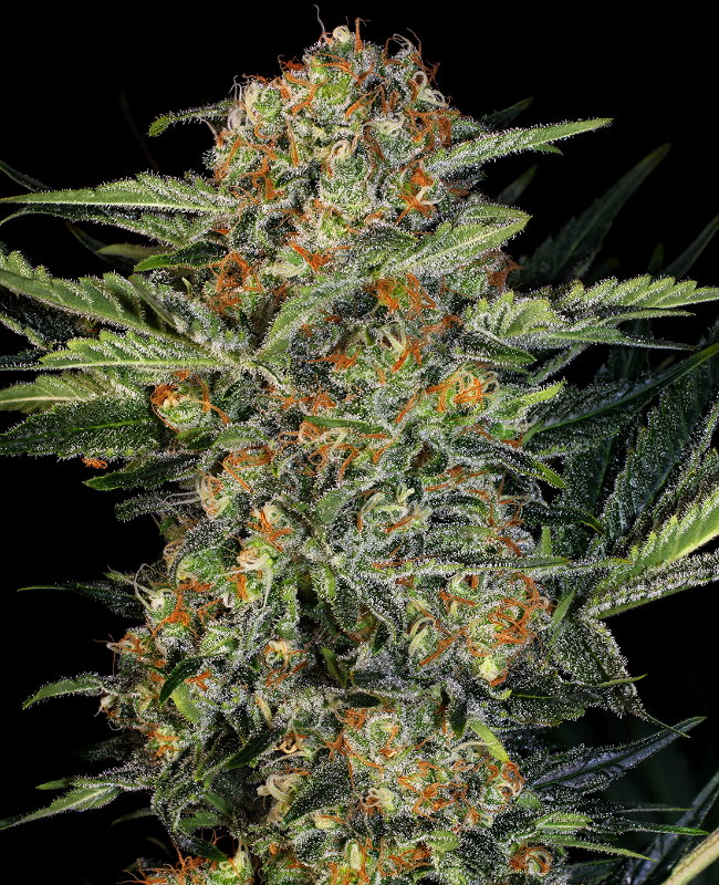 Northern Lights Feminisierte (Weed Seed Shop) – offizielles Produktbild