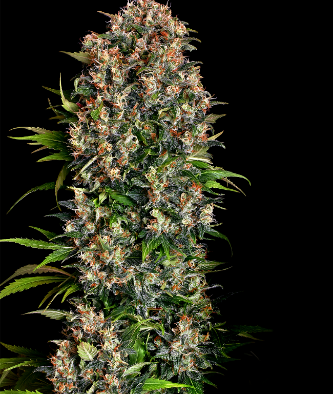 Big Bud Feminized (Weed Seed Shop) – Herstellerbild