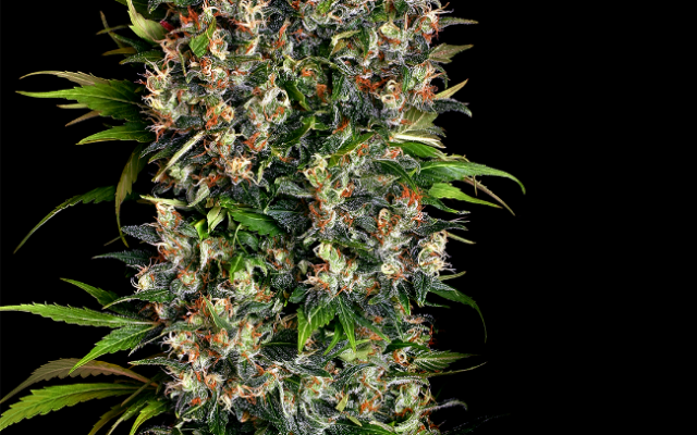 Big Bud Feminisierte (Weed Seed Shop) – offizielles Produktbild