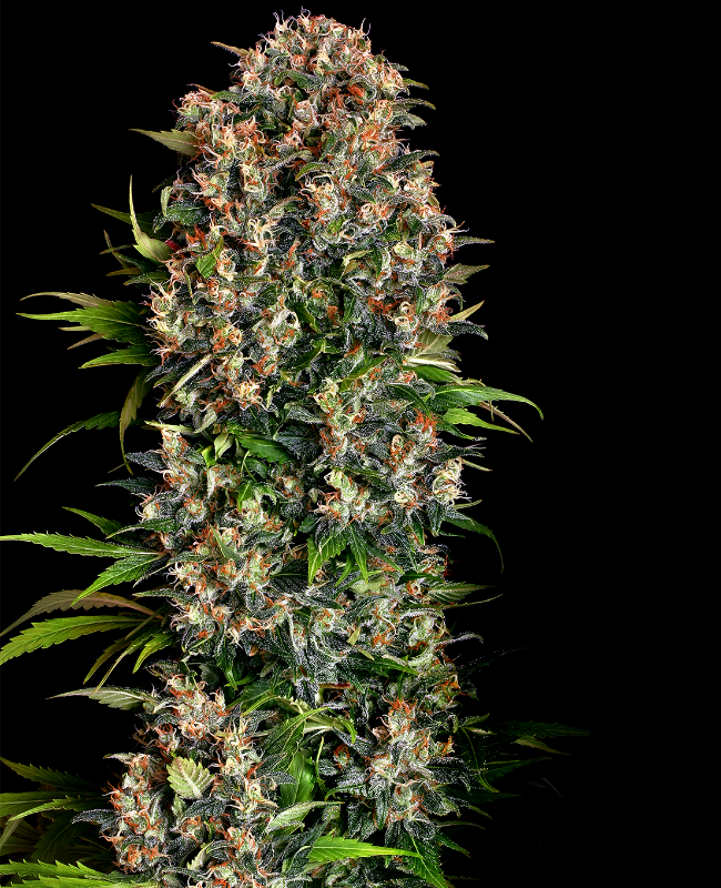 Big Bud Feminisierte (Weed Seed Shop) – offizielles Produktbild