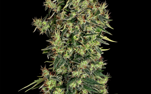 Mexican Haze Feminisierte (Weed Seed Shop) – offizielles Produktbild