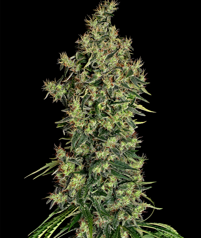 Mexican Haze Feminisierte (Weed Seed Shop) – offizielles Produktbild