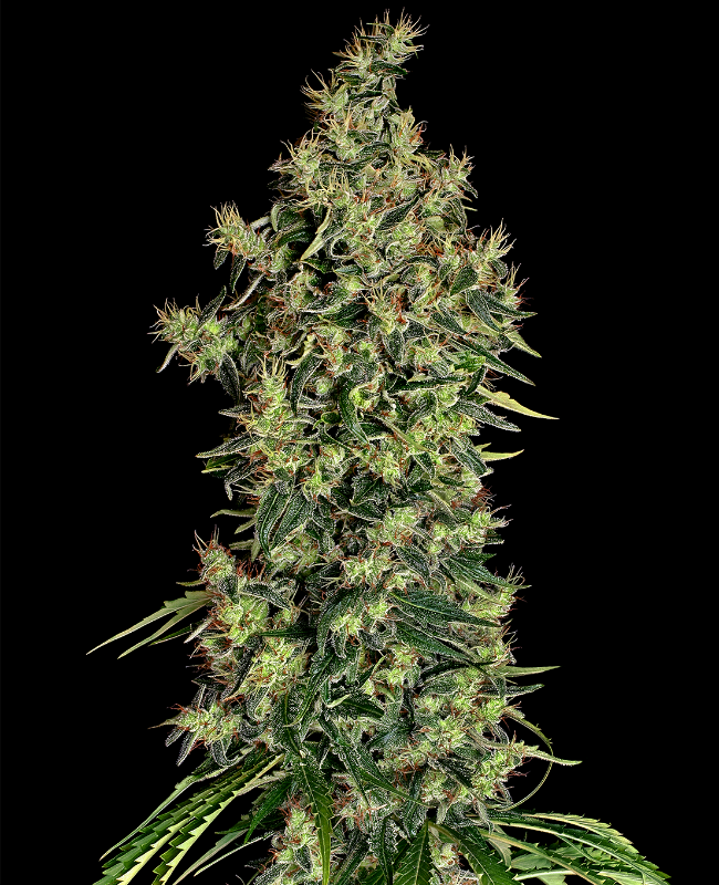 Mexican Haze Feminisierte (Weed Seed Shop) – offizielles Produktbild