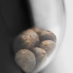 Papi Chulo OG Feminized (Research) – Samen und Produktdetail