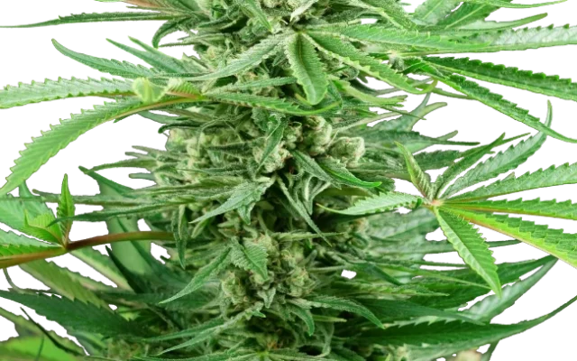 Papi Chulo OG Feminized (Research) – Pflanze