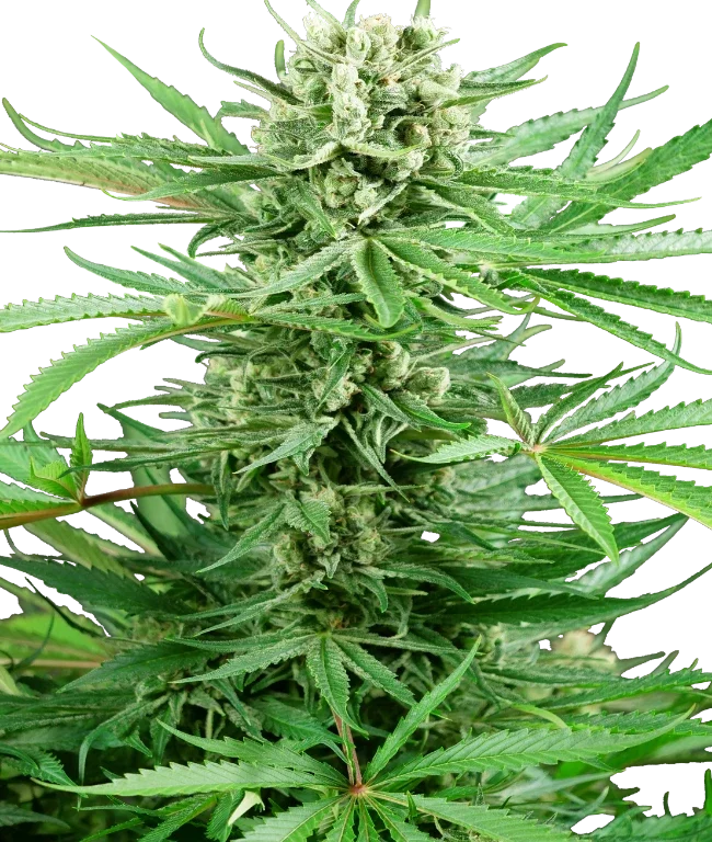 Papi Chulo OG Feminized (Research) – Pflanze