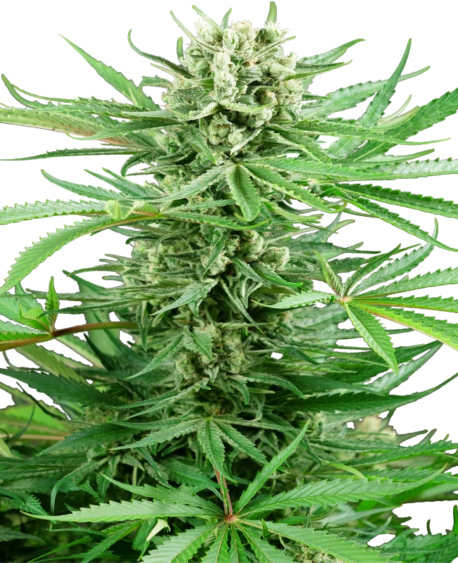 Papi Chulo OG Feminized (Research) – Pflanze