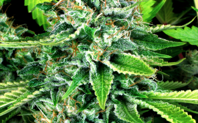 Do-Si-Dos Autoflowering (Weed Seed Shop) – offizielles Produktbild