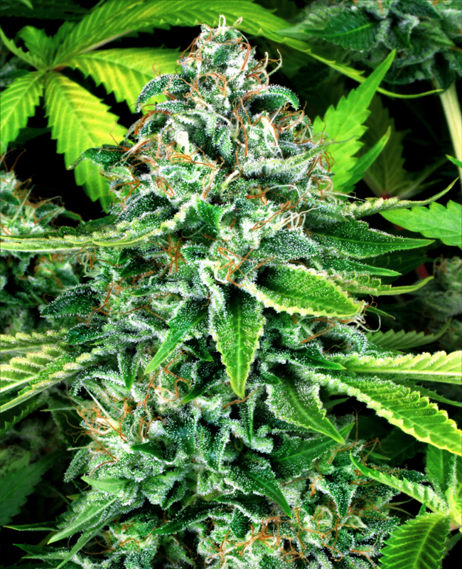 Do-Si-Dos Autoflowering (Weed Seed Shop) – offizielles Produktbild