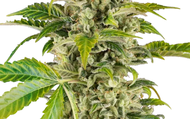 Sweet & Sour Cream Automatic (Sensi Seeds) – Pflanze