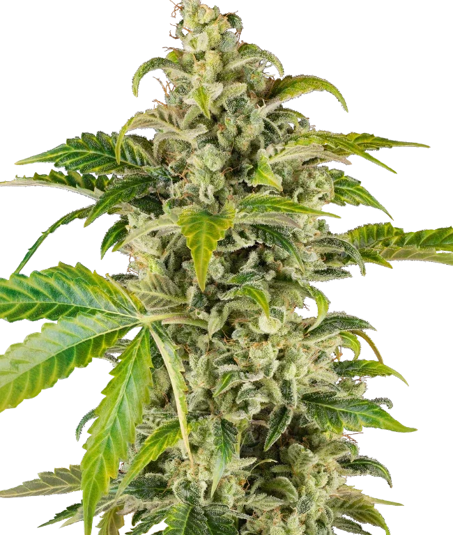 Sweet & Sour Cream Automatic (Sensi Seeds) – Pflanze