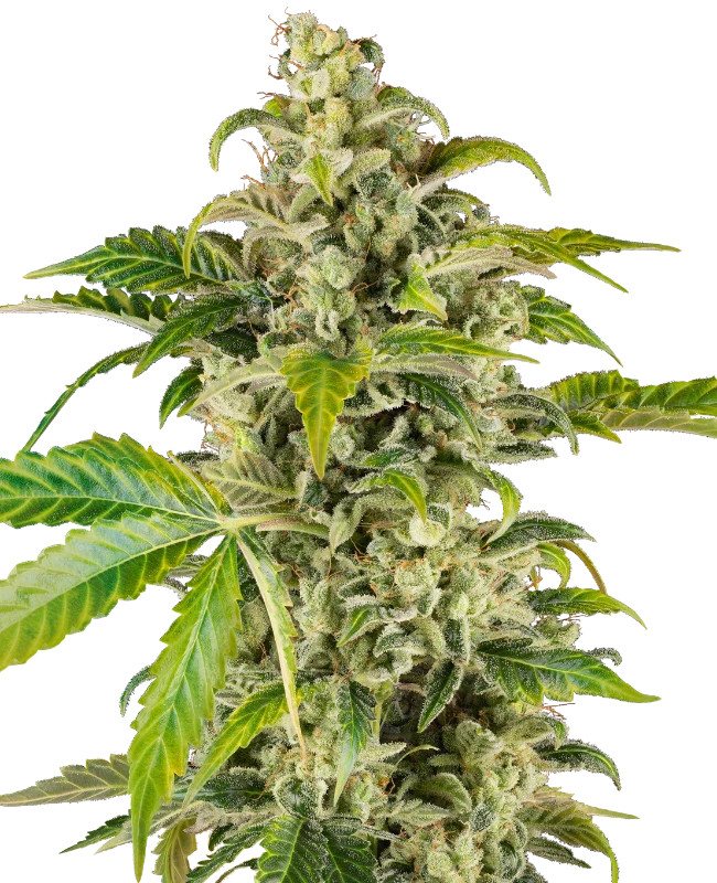 Sweet & Sour Cream Automatic (Sensi Seeds) – Pflanze