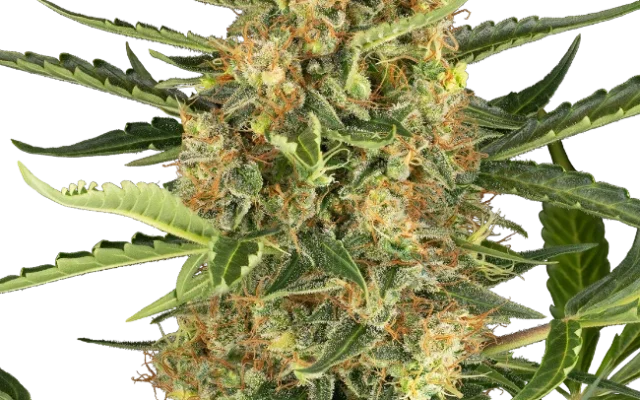 Blueberry Bubblegum Automatic (Sensi Seeds) – Pflanze